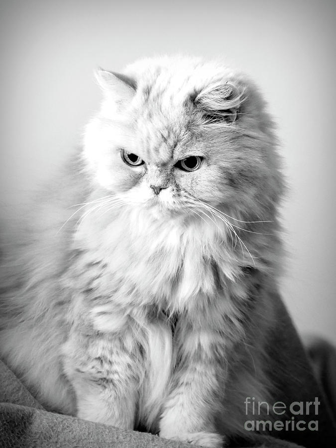 Fluffy Persian Cat Photograph by 