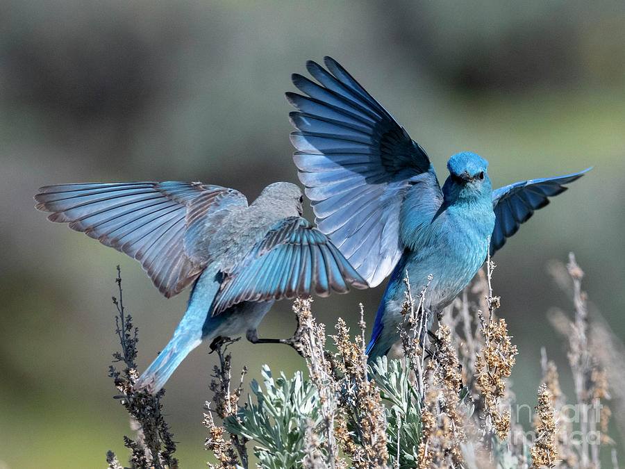 Flutter by Mike Dawson Flutter by Mike Dawson