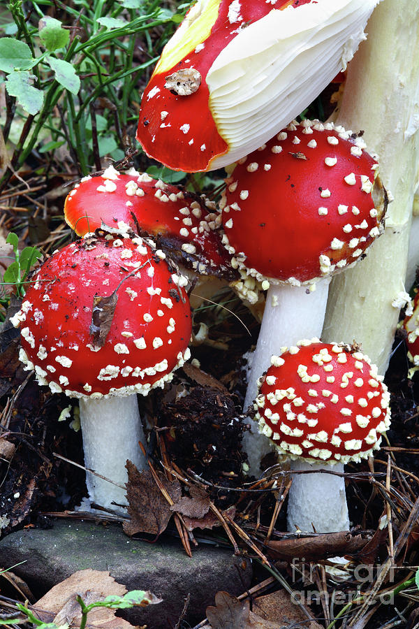 Nature Photograph - Fly Agaric Fungi #1 by Dr Keith Wheeler/science Photo Library
