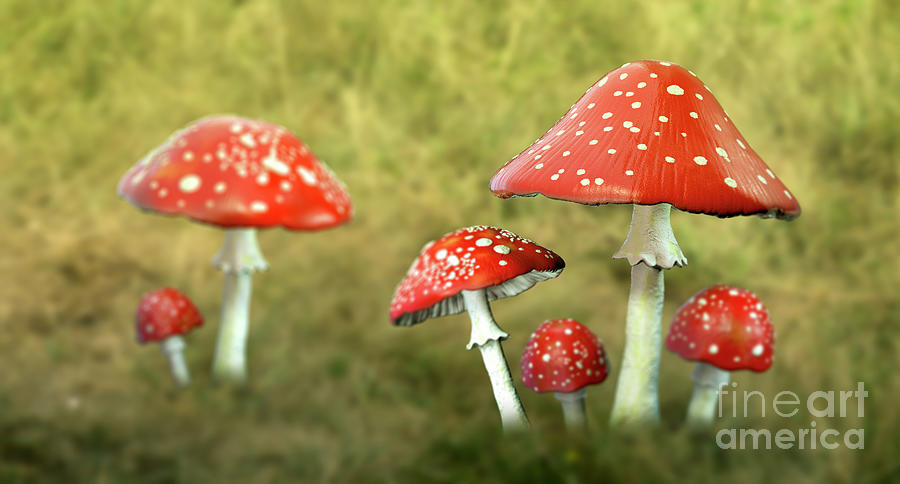 Fly Agaric Mushrooms Photograph by Kateryna Kon/science Photo Library ...