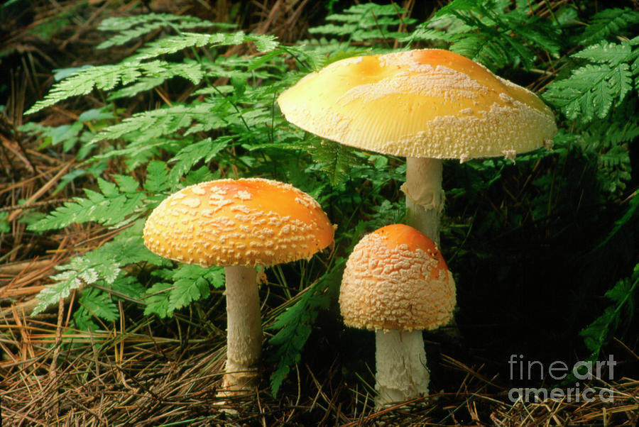Fly Agaric Mushrooms #1 Photograph by Matt Meadows/science Photo Library