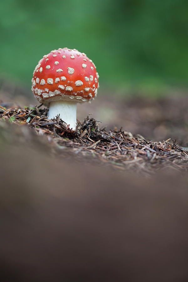 Fly Agaric Photograph - Fly Agaric, Peak District National Park, Derbyshire, Uk #1 by Alex Hyde / Naturepl.com