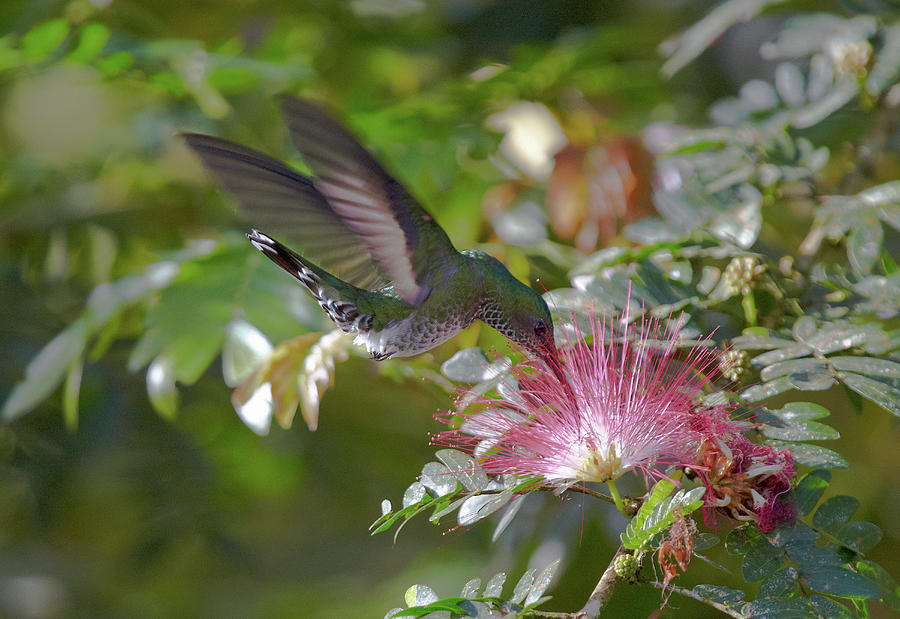 Flying Hummingbird At A Mimosa Blossom, Guanacaste, Costa Rica, Central ...