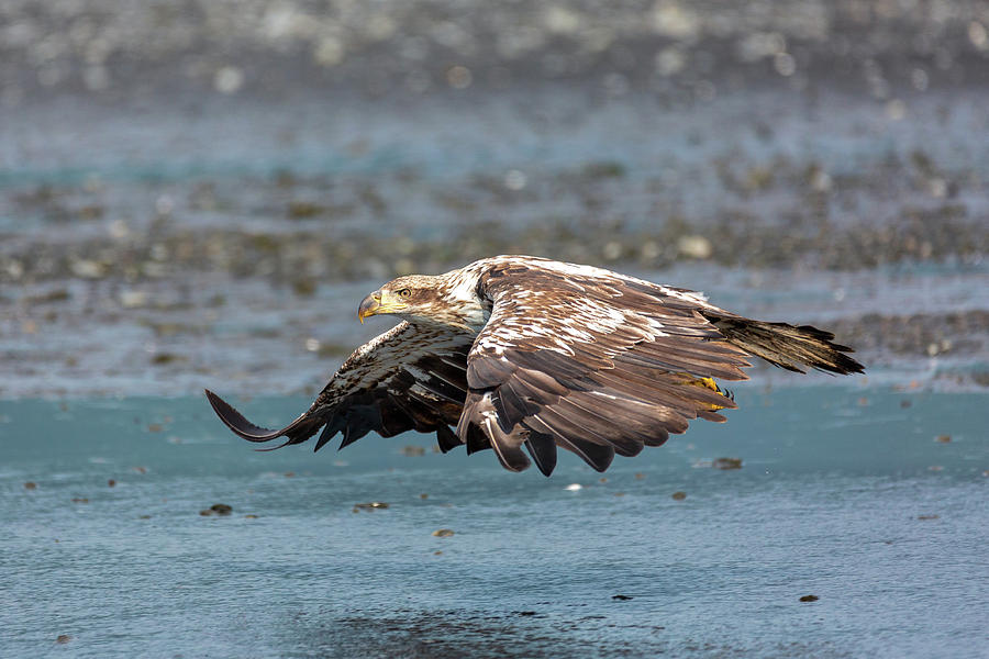 Flying Juvenile American Bald Eagle #1 Photograph by Alex Mironyuk