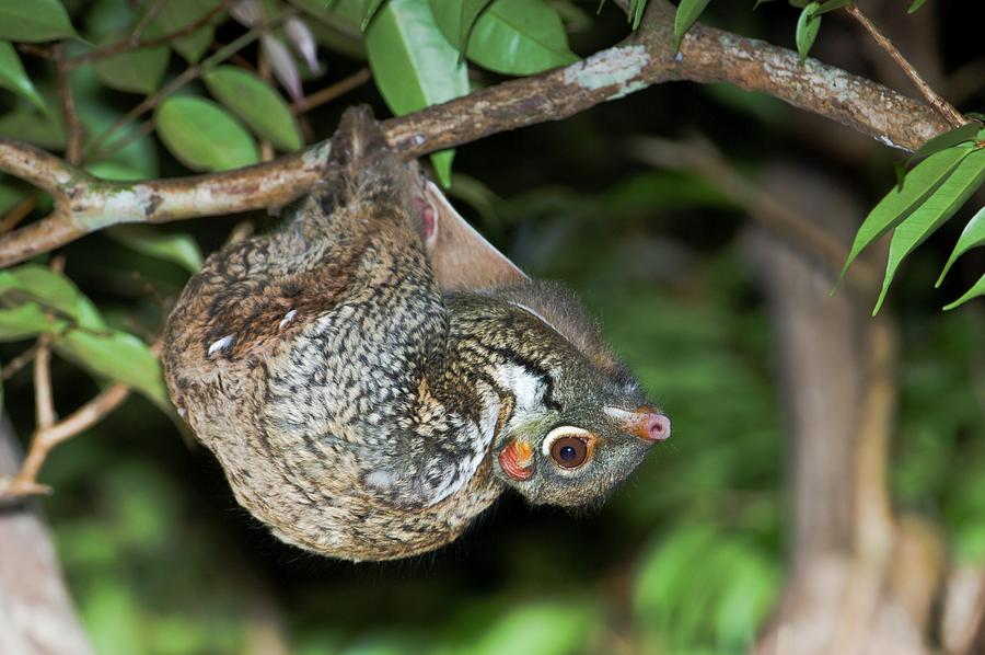 Flying Lemur Cynocephalus Variegatus Photograph By Nick Garbutt Fine Art America 