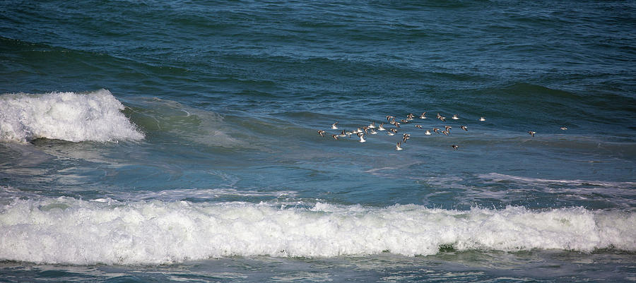 Flying Over the Waves #1 Photograph by Lora J Wilson