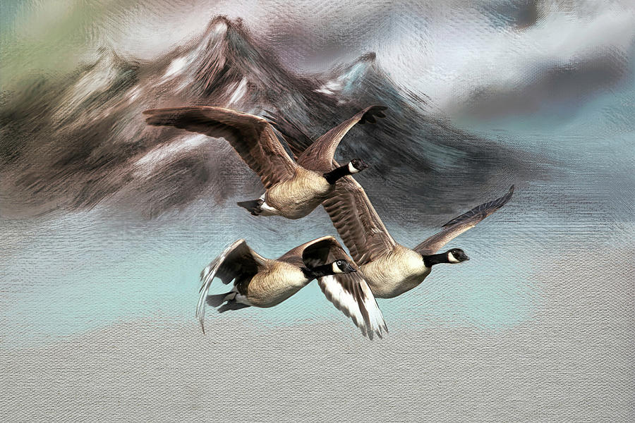 Geese Photograph - Flying South For Winter by Donna Kennedy