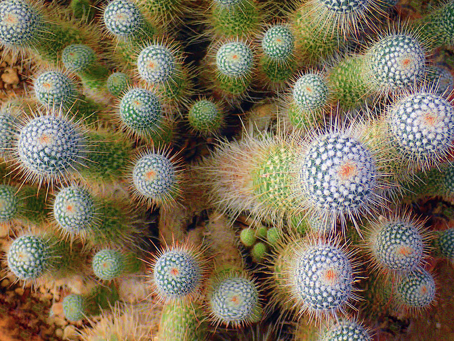 Desert Photograph - Focus On Cactus #1 by Francine Stuart