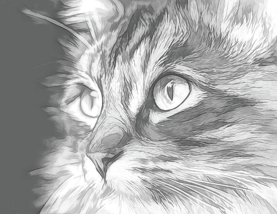Focused Cat Black And White Sketch Digital Art by Rick Deacon