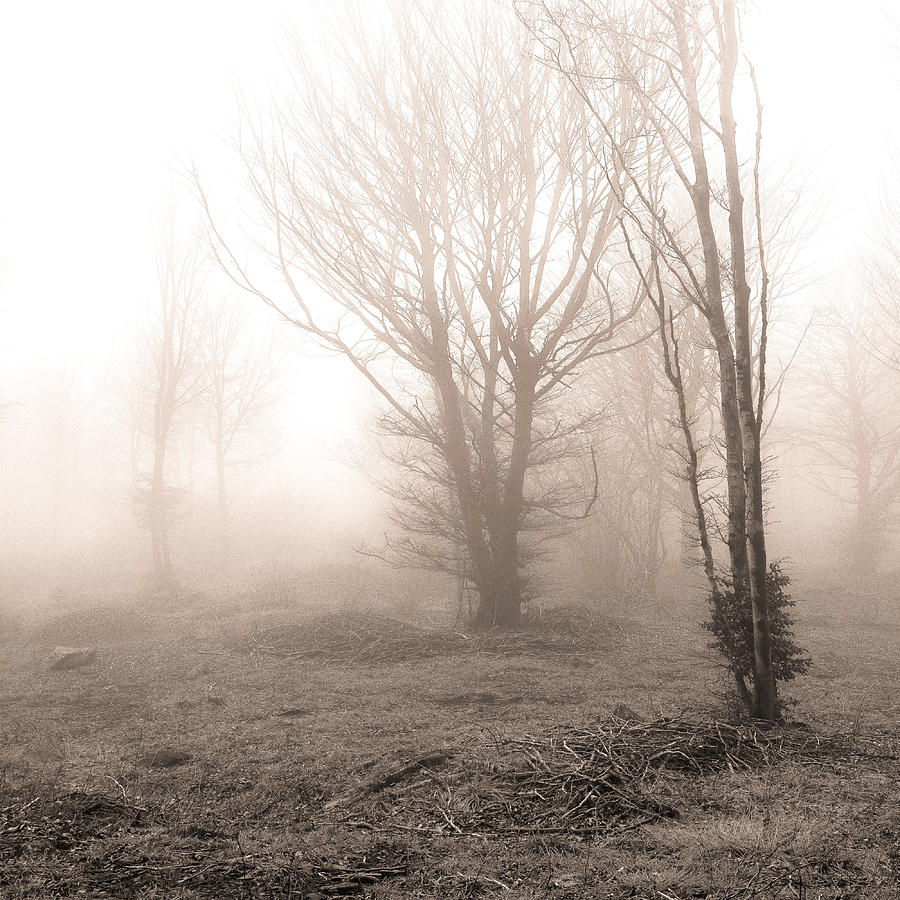 Fog #1 Photograph by Alessandro Traverso