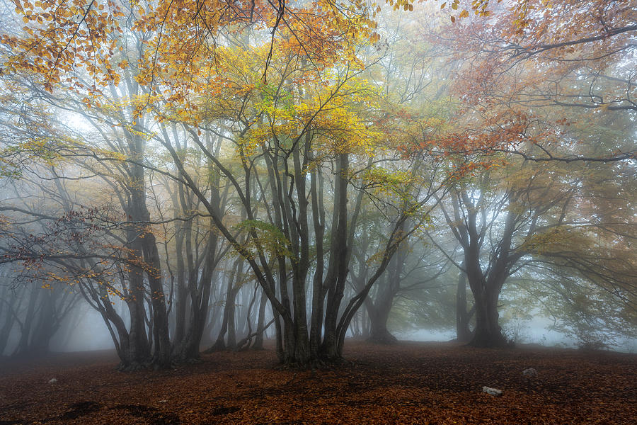 Fog #1 Photograph by Sergio Barboni