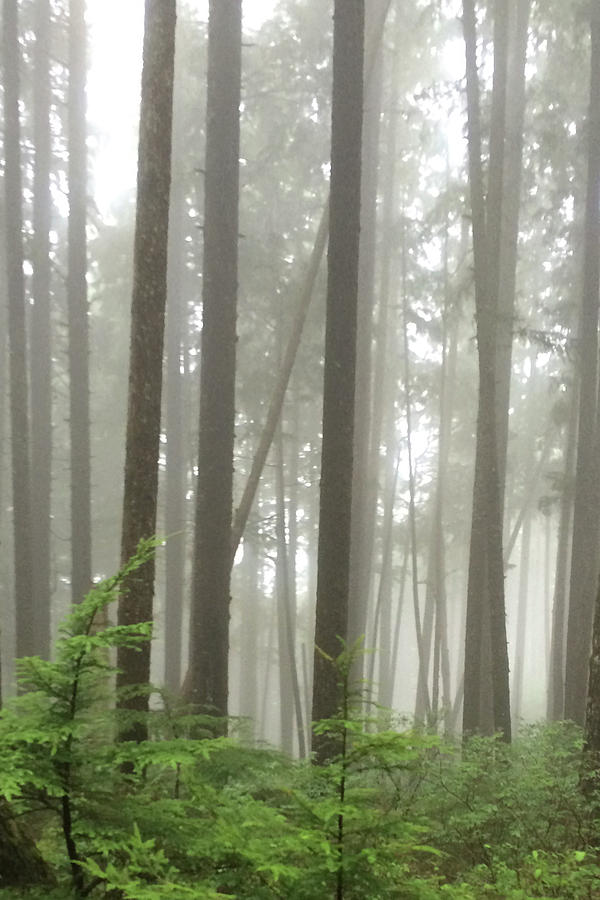 Foggy Forest #1 Photograph by Karen Zuk Rosenblatt