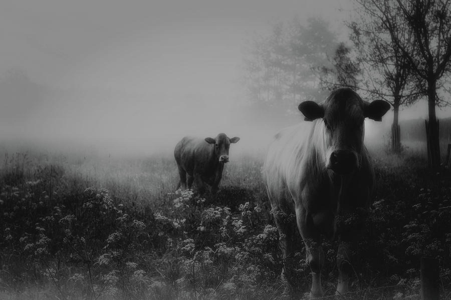 Cow Photograph - Foggy Memory  Of The Past #1 by Saskia Dingemans