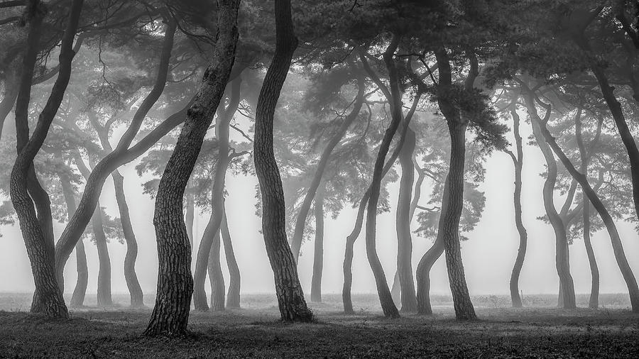 Fog Photograph - Foggy Morning by Tiger Seo