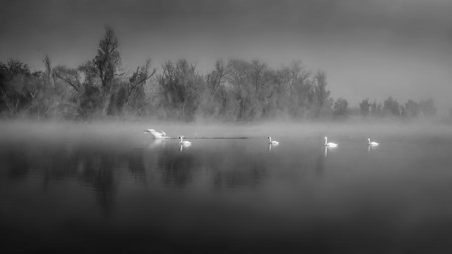 Foggy Morning #1 Photograph by Wei Liu