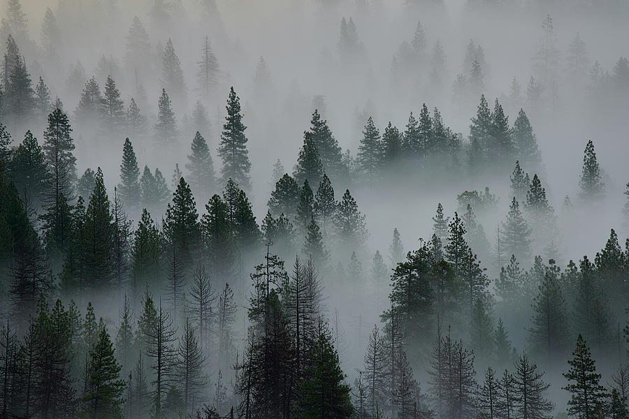 Foggy Yosemite #1 Photograph by Jon Glaser