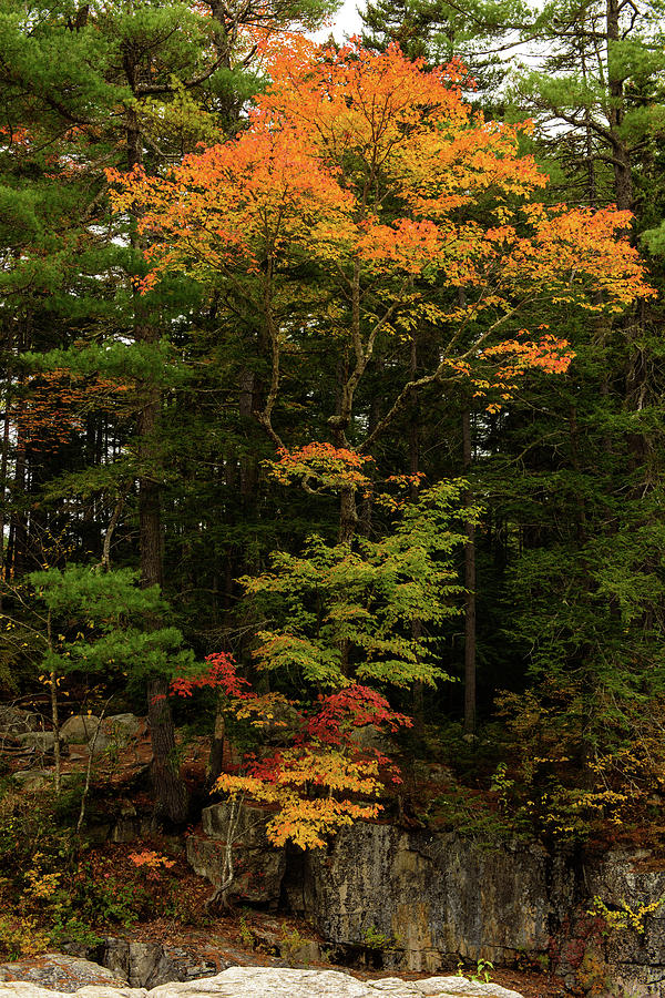 Tree Photograph - Foliage at Rocky Gorge #1 by Winston Chou