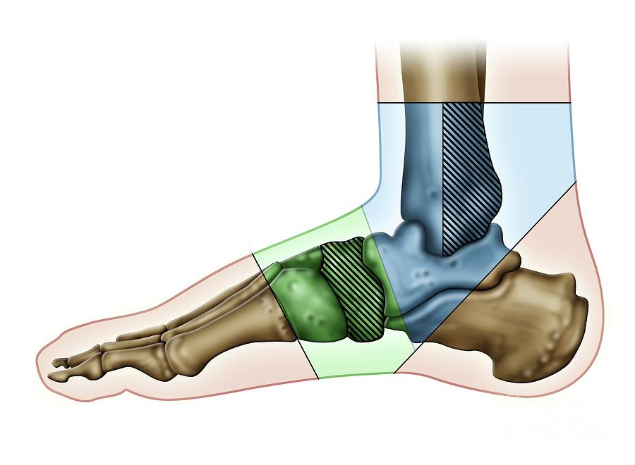 Foot Anatomy Photograph by Maurizio De Angelis/science Photo Library ...