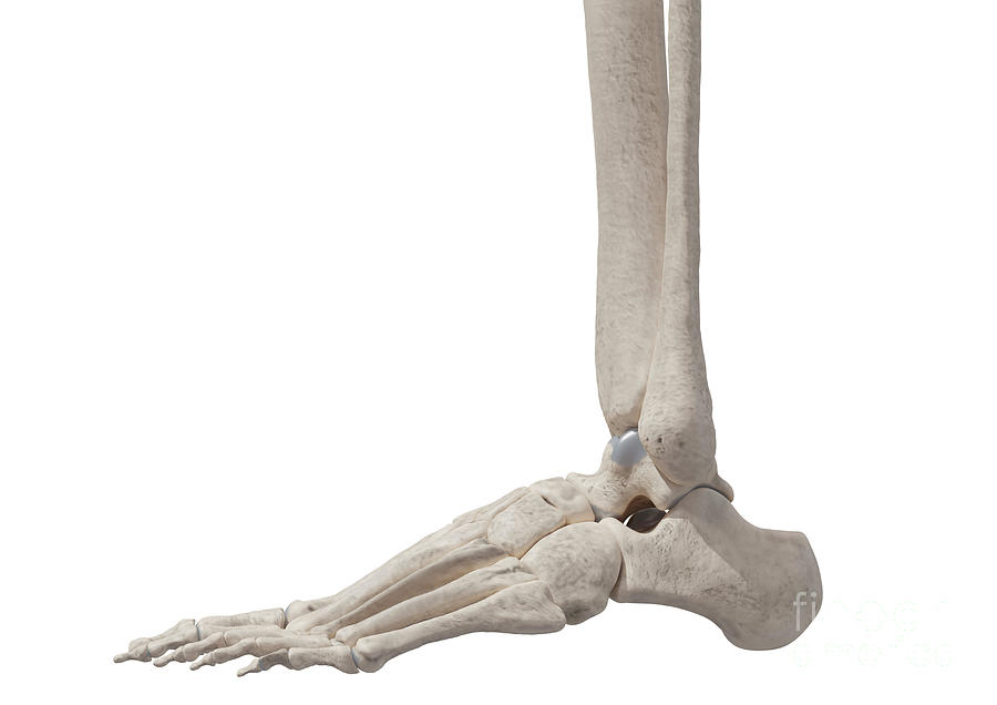 Foot Bones #1 by Medical Graphics/michael Hoffmann/science Photo Library