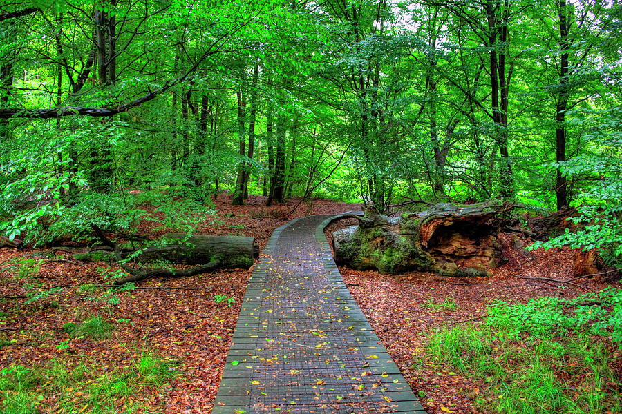 Footpath In Nature Reserve, Germany #1 Digital Art by Jurgen Busse