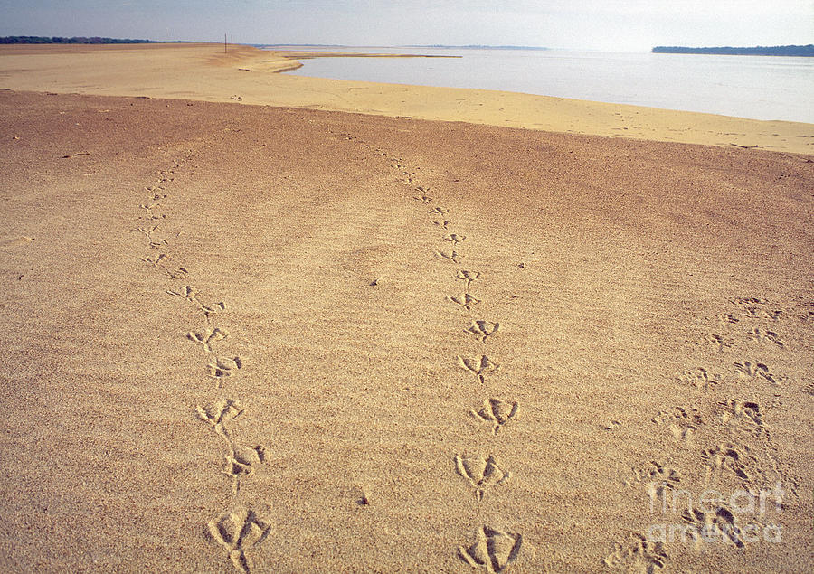 Footprints #1 Photograph by Juan Silva