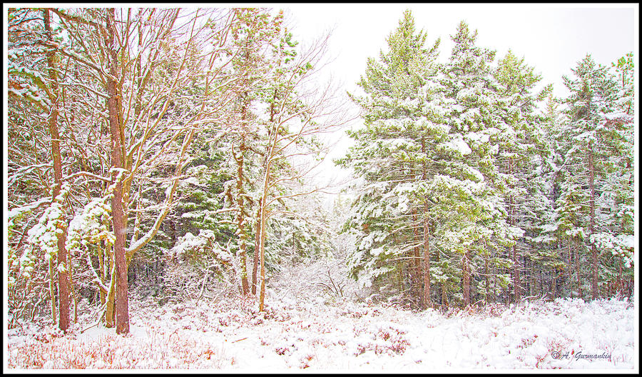 Forest Edge in Snow, Pocono Mountains, Pennsylvania #2 Photograph by A Macarthur Gurmankin