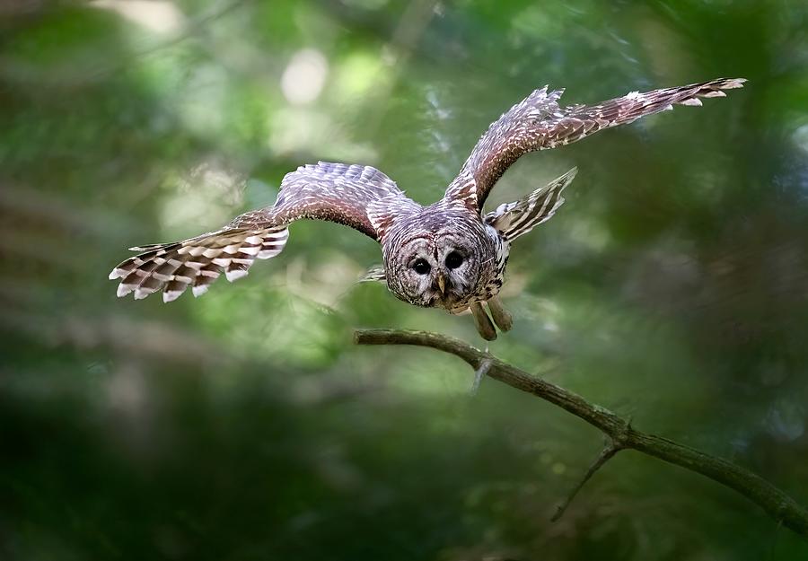 Forest Elf Photograph By Tao Huang - Fine Art America