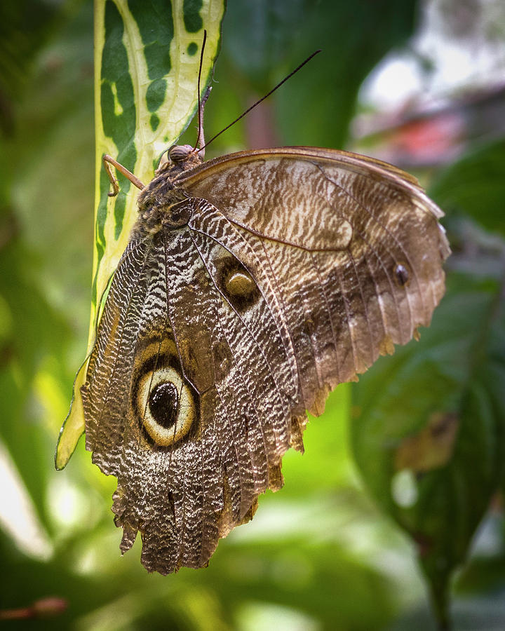 Forest Giant Owl Butterfly Jardin Botanico del Quindio Calarca C #1 Photograph by Adam Rainoff
