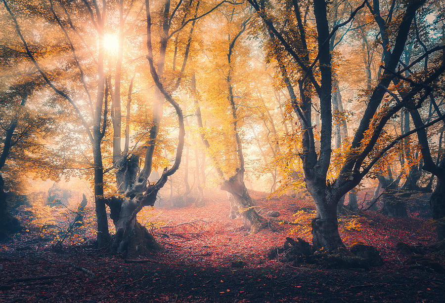 Tree Photograph - Forest In Fog In Autumn At Sunrise #1 by Denys Bilytskyi