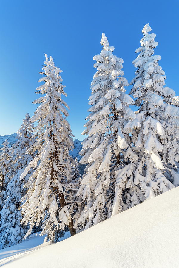 Nature Digital Art - Forest In Winter In Wetterstein Mountain Range, Garmisch-partenkirchen, Upper Bavaria, Bavaria, Germany #1 by Christian Back