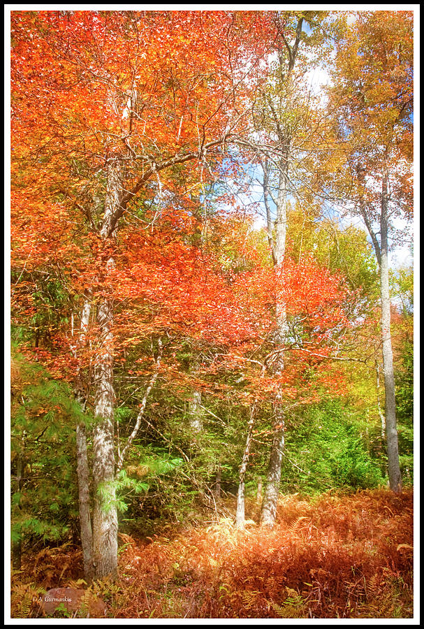 Forest Interior, Autumn, Pocono Mountains, Pennsylvania #1 Photograph by A Macarthur Gurmankin