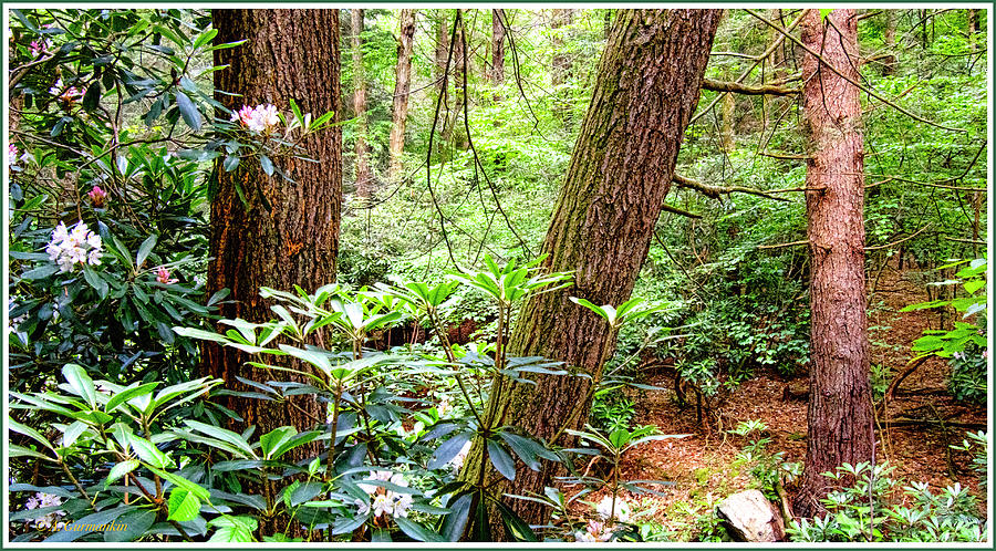 Forest Interior in Summer with Mountain Laurel in Bloom #1 Photograph by A Macarthur Gurmankin