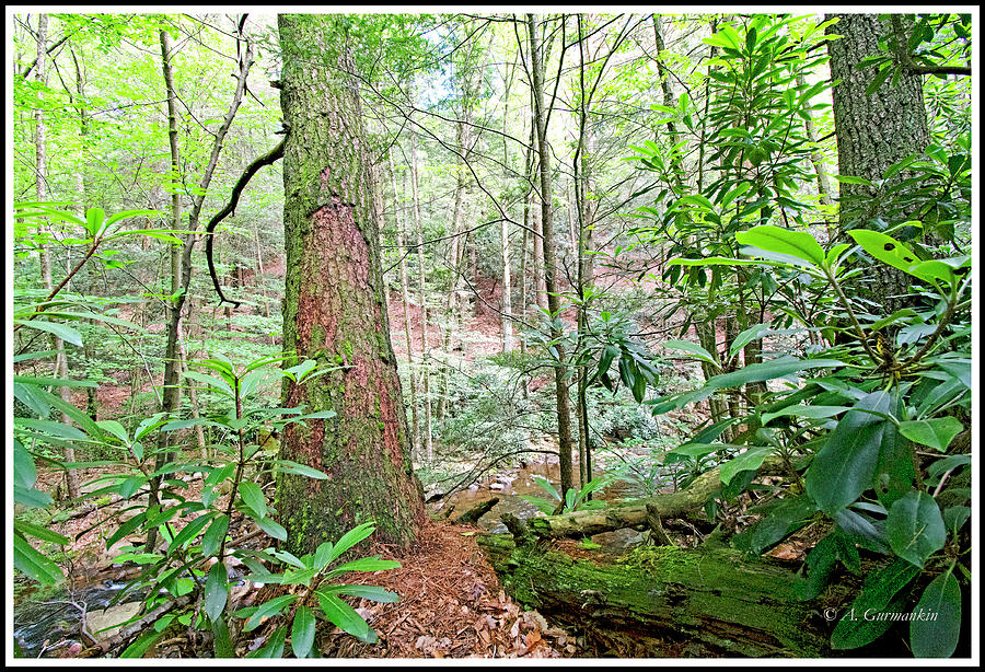 Nature Photograph - Forest Interior, Mid Summer, Pocono Mountains #1 by A Macarthur Gurmankin