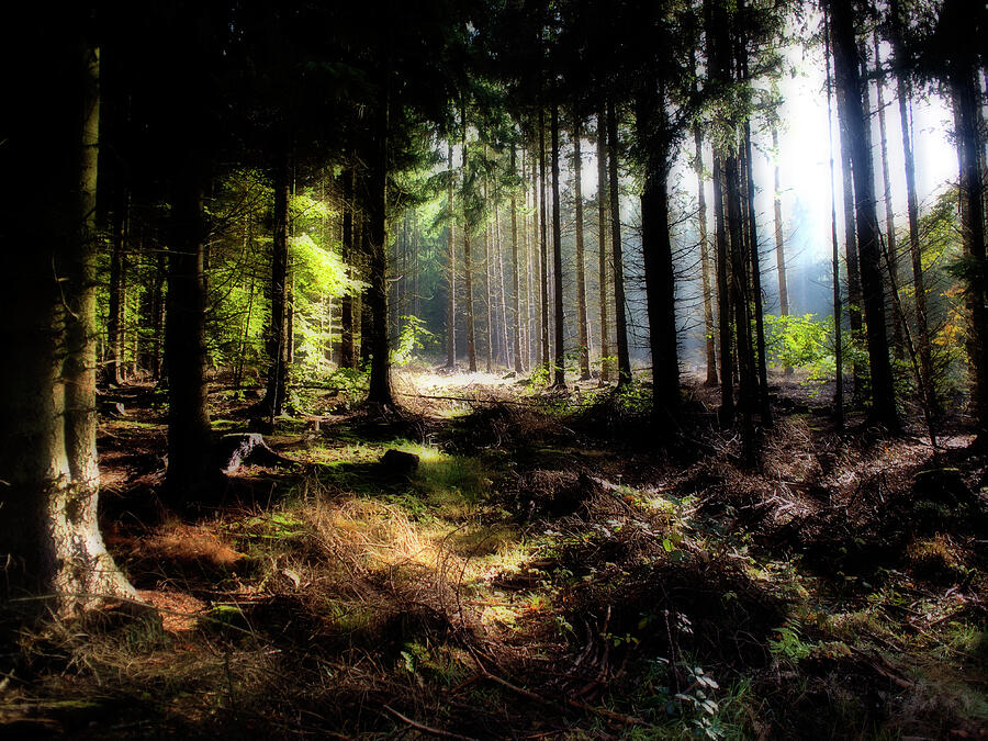 Forest Photograph by Jorg Becker Forest Photograph by Jorg Becker