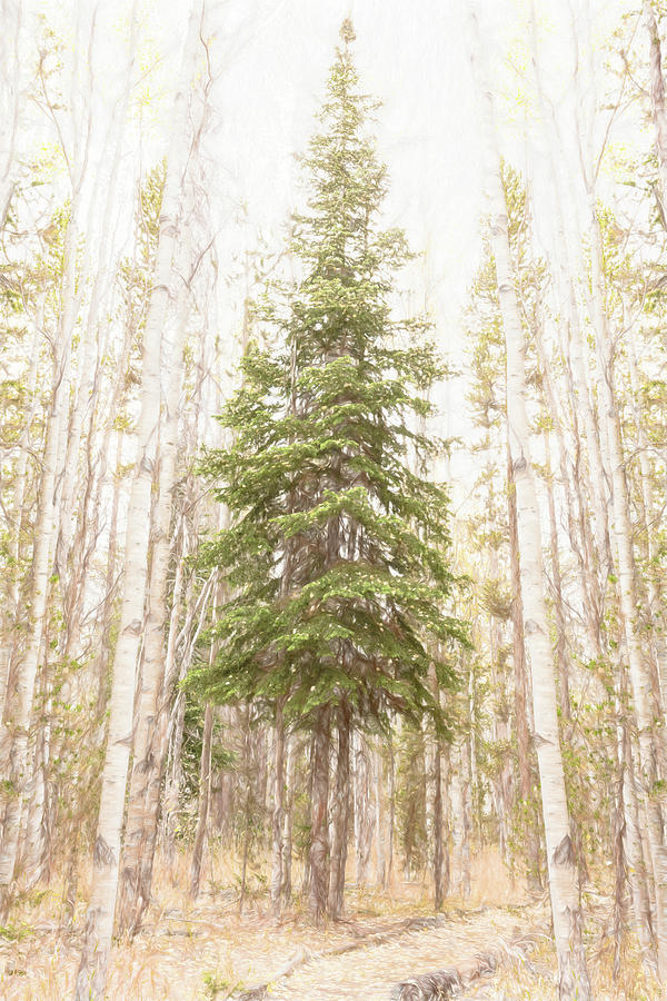 Forest King #1 Photograph by Jennifer Grossnickle