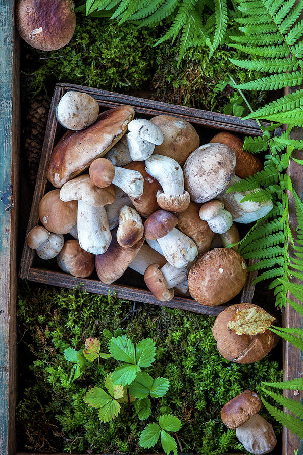 Forest Mushrooms #1 Photograph by Irina Meliukh