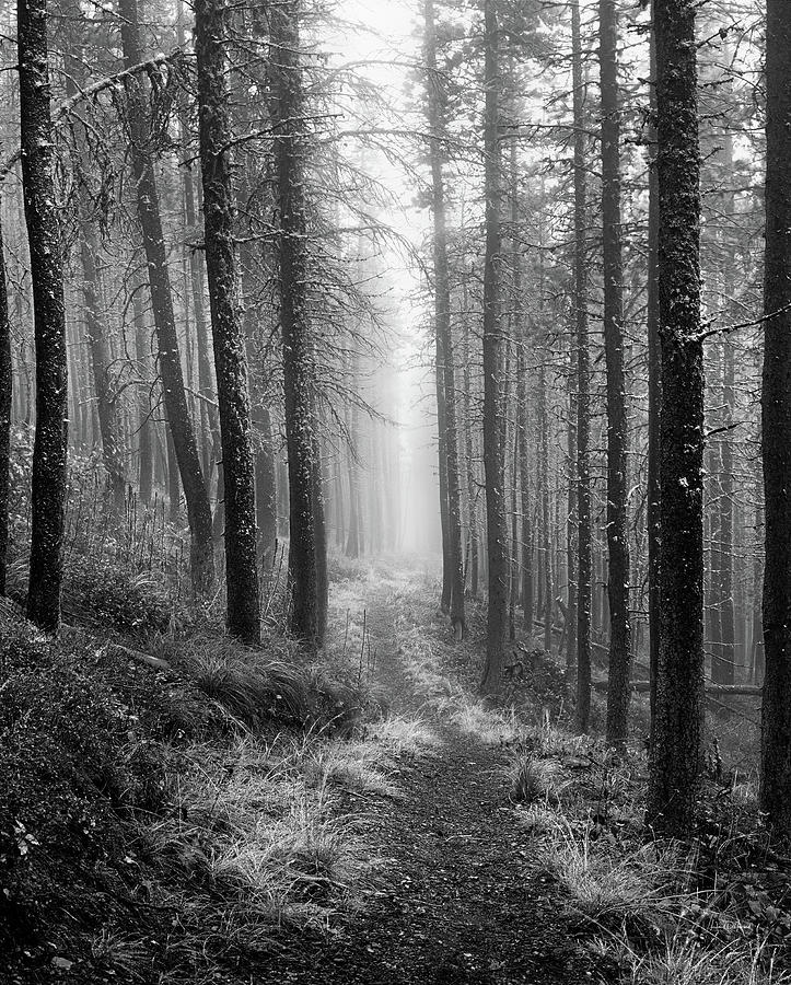 Forest Path #1 Photograph by Leland D Howard