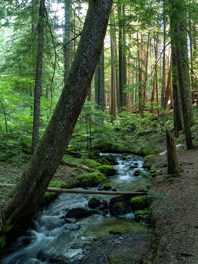 Forest Stream #1 Photograph by Steven Clark