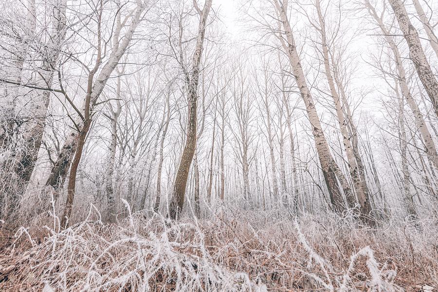 Winter Photograph - Forest Trees Covered With Snow #1 by Levente Bodo
