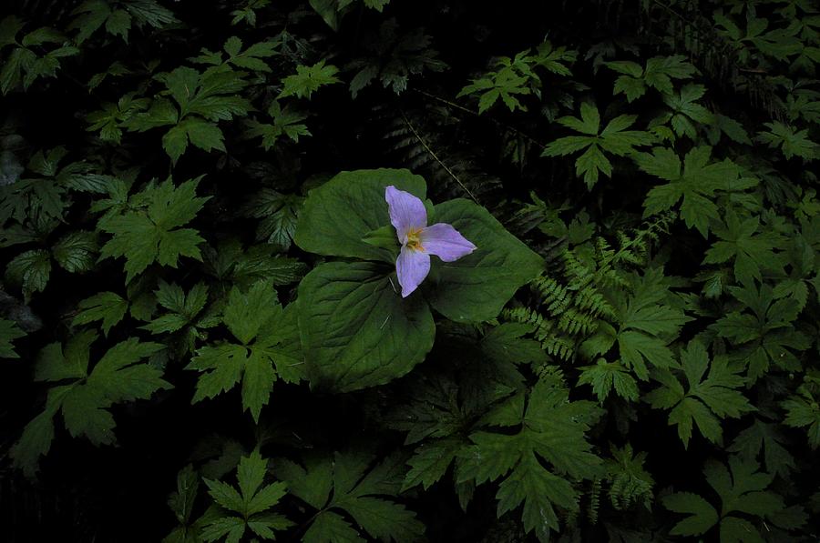 Forest Trillium by Charles Lucas Forest Trillium by Charles Lucas