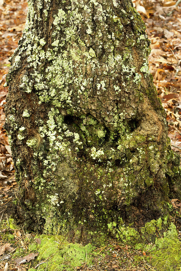 Forest Troll #1 Photograph by Douglas Barnett