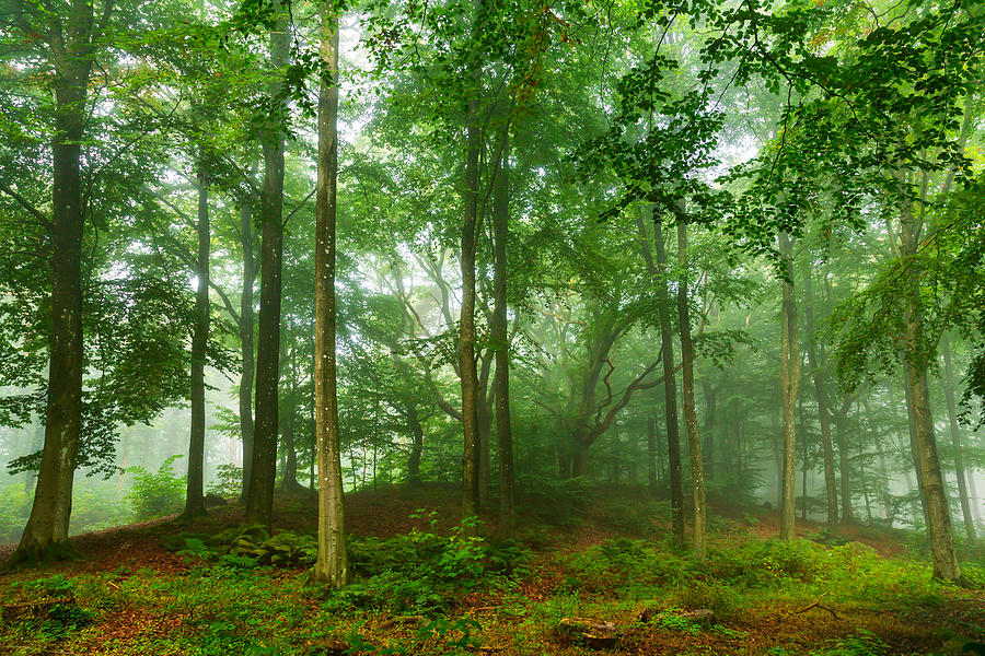 Forest View. #1 Photograph by Leif Lndal