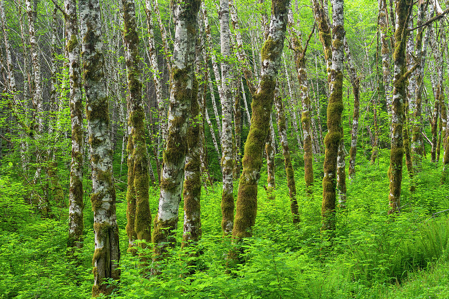 Portland Photograph - Forest With Lush Vegetation Portland, Oregon, Usa. #1 by John Shaw / Naturepl.com