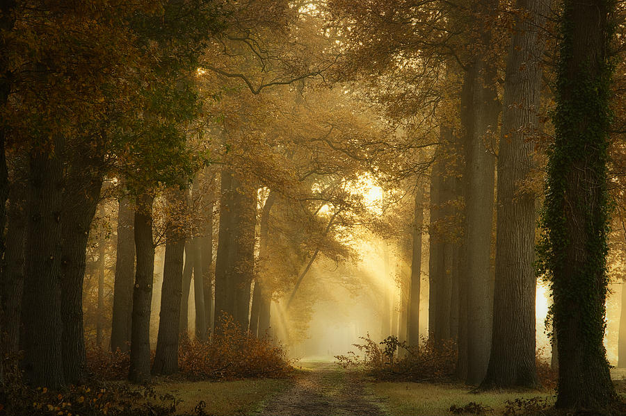 Fall Photograph - Forever Forest #1 by Ellen Borggreve