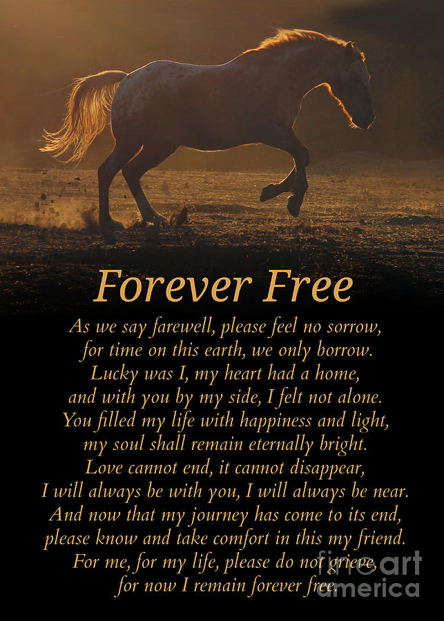 Forever Free Horse Memorial Tribute #2 Photograph by Stephanie Laird