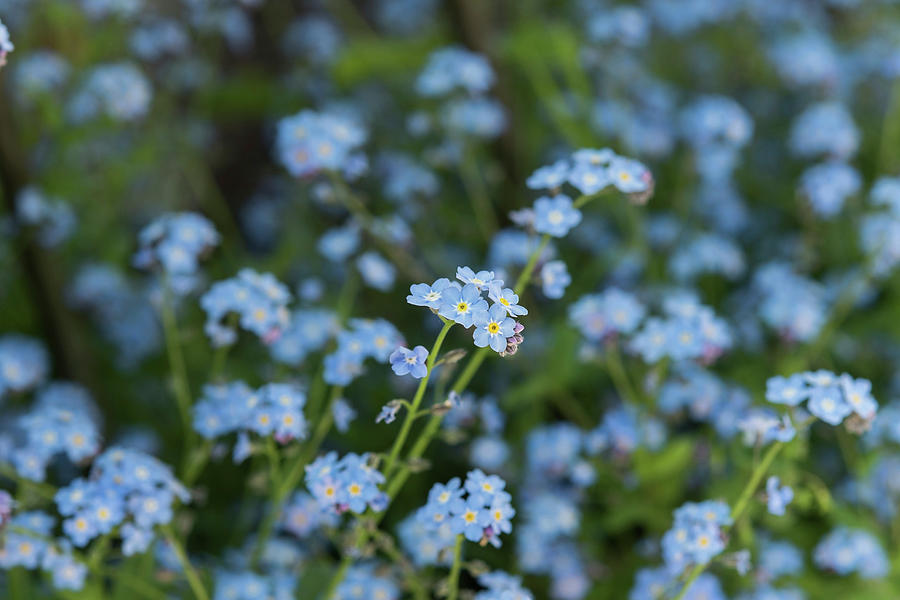 Forget-me-not Flowers #1 Photograph by Jelena Filipinski