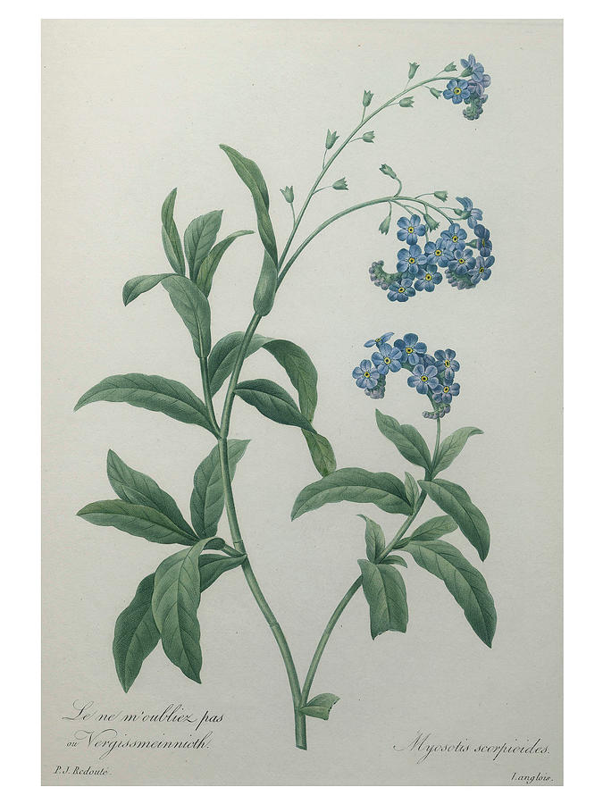 Forget-me-not #1 Painting by Pierre-Joseph  Redoute