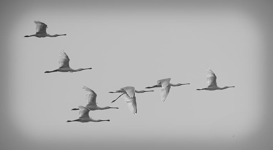 Wildlife Photograph - Formation Flying #1 by Rajat Dhesi