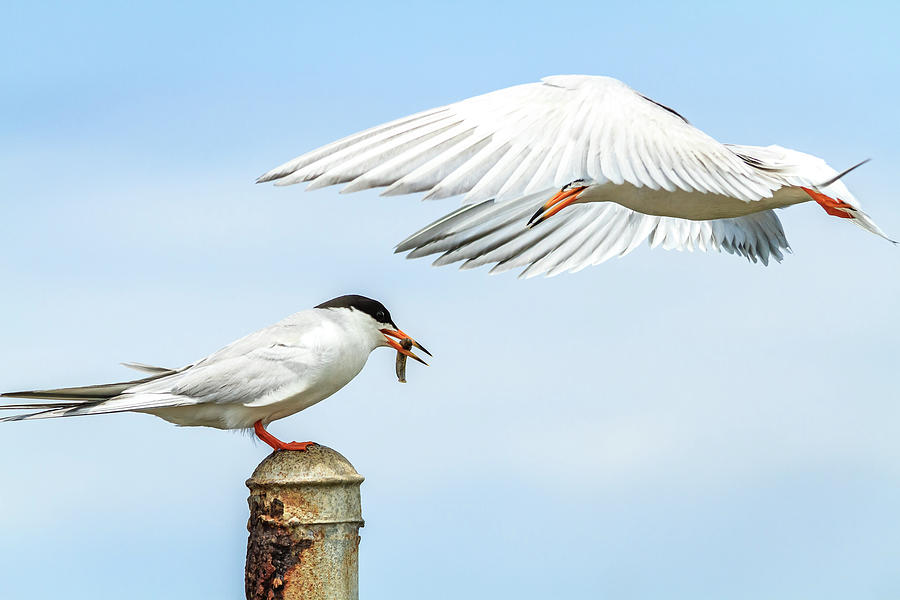 Forsters Tern 1 Photograph By Arthur Bohlmann Pixels 5392