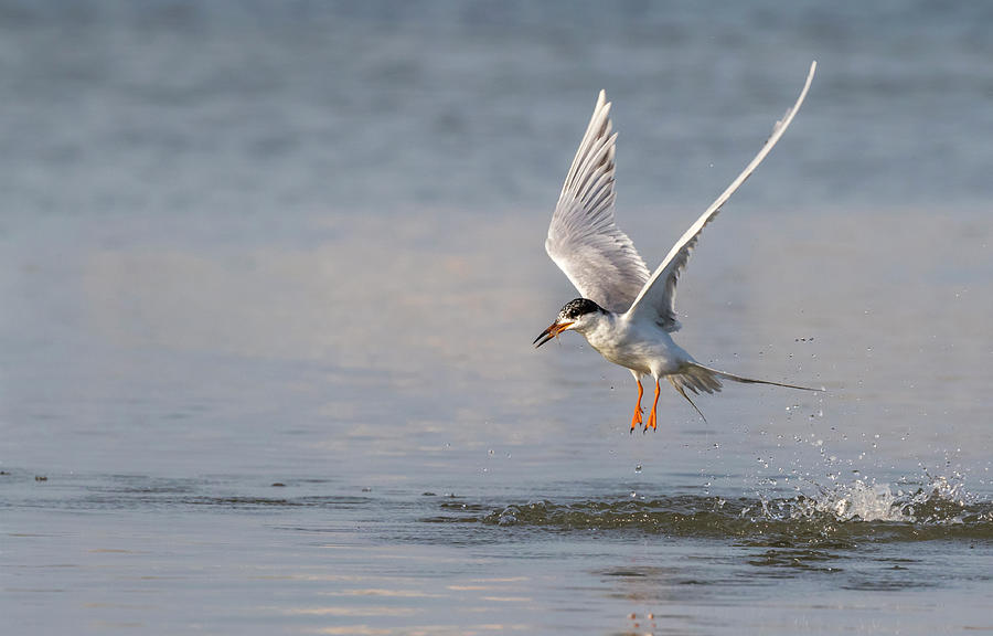 Forsters Tern #1 Photograph by Ivan Kuzmin